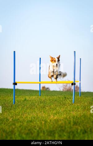 Il cane carino sta saltando sopra gli ostacoli, l'addestramento di agilità e lo sport del cane nella natura Foto Stock