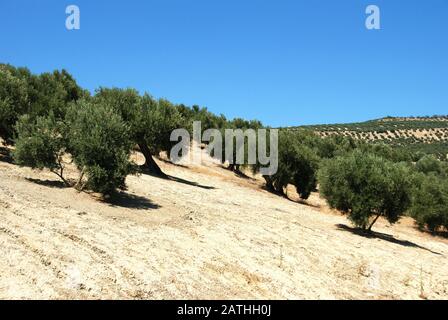 Vista sugli oliveti in montagna, Ubeda, Andalusia, Spagna. Foto Stock