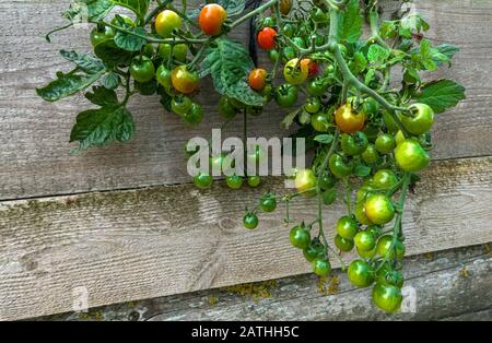 Pomodori verdi in maturazione su una pianta sospesa Foto Stock