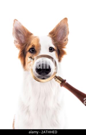 Lente d'ingrandimento di fronte a un cane, lente d'ingrandimento, concetto di cane di ricerca, beagle e cane di inseguimento, isolato contro bianco Foto Stock