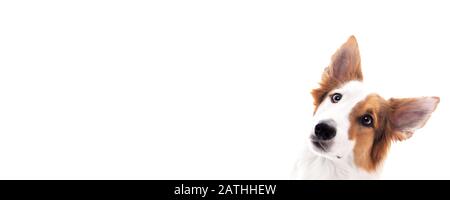 Banner, cane razza mista guarda al lato, isolato contro bianco con spazio copia Foto Stock