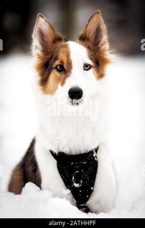 Ritratto di un simpatico cane di razza mista sdraiato sulla neve, passeggiata nella stagione invernale Foto Stock