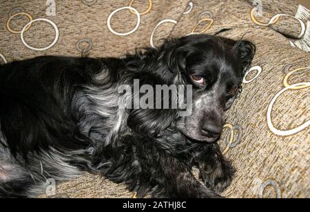 Bellissimo cane nero spaniel è appoggiato su un divano. Ritratto russo di spaniel. Pigro Dog guardando direttamente alla fotocamera Foto Stock