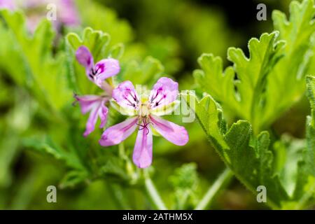 Fiori di Pelargonio Lara Starlucide, fuoco selettivo Foto Stock