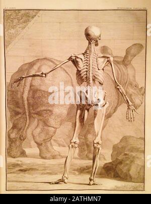 Incisione Anatomica Del 18th Secolo. Vista posteriore di uno scheletro umano Foto Stock