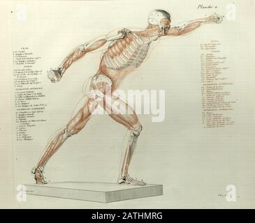 Illustrazione Medica Dello Scheletro Umano E Sistema Muscolare, Vista ...