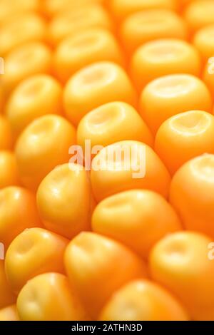 Mature kernel giallo su sulla pannocchia di mais, macrofotografia extreme close up con profondità di campo Foto Stock