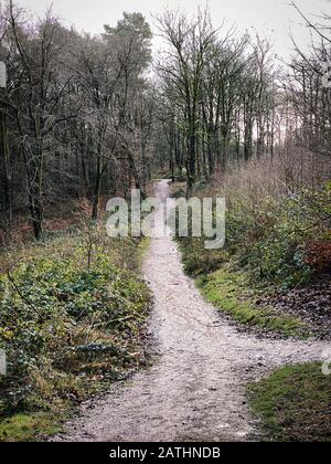 Sentieri attraverso la foresta del Lickey Hills Country Park, Worcestershire, Regno Unito. Foto Stock