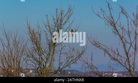 Buzzard in attesa di una caccia ad albero vicino a un campo Foto Stock