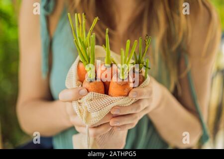 Carota in una borsa riutilizzabile nelle mani di una giovane donna. Concetto di zero sprechi Foto Stock