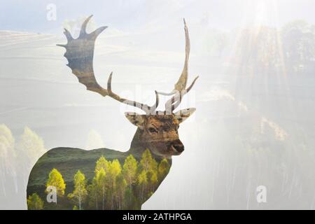 Doppia esposizione di un ritratto di cervo rosso e di un bellissimo paesaggio nebbioso di una pineta. Foto Stock