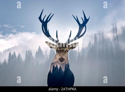 Doppia esposizione di un ritratto di cervo rosso e di un bellissimo paesaggio nebbioso di una pineta. Foto Stock