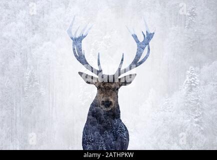 Doppia esposizione di un ritratto di cervo rosso e di un bellissimo paesaggio nebbioso di una pineta. Foto Stock