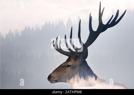Doppia esposizione di un ritratto di cervo rosso e di un bellissimo paesaggio nebbioso di una pineta. Foto Stock