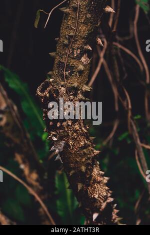 Primo piano su Silk Floss Tree (Ceiba speciosa ) Trunk e Bark Foto Stock
