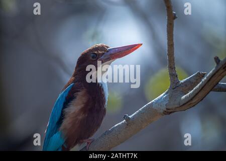 Il bianco throtated Kingfisher sul persch con in una foresta al crepuscolo Foto Stock