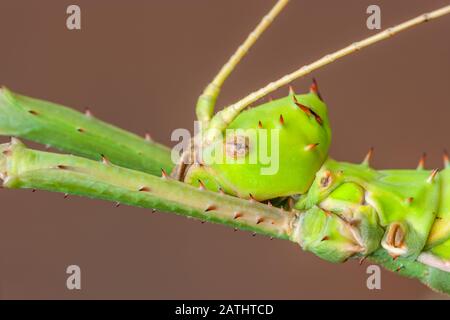 Malese Stick Insect (Heteropteryx Dilatata) Aka Malese Jungle Nymph. Nativo della Malesia. Foto Stock