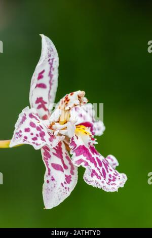 Orchid Mantis (Hymenopus Coronatus) Aka Passeggiate Flower Mantis. Ninfa mimetizzata in fiore di orchidea. L'orchidea mantis è una superba mimica. Foto Stock