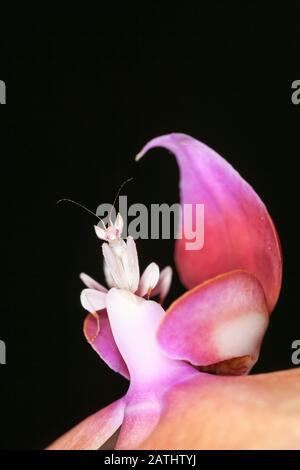 Orchid Mantis (Hymenopus Coronatus) Aka Passeggiate Flower Mantis. Ninfa mimetizzata in fiore di orchidea. L'orchidea mantis è una superba mimica. Foto Stock