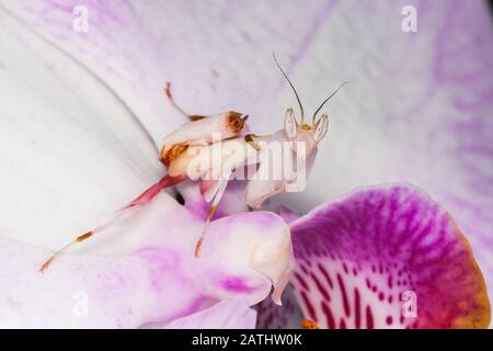 Orchid Mantis (Hymenopus Coronatus) Aka Passeggiate Flower Mantis. Ninfa mimetizzata in fiore di orchidea. L'orchidea mantis è una superba mimica. Foto Stock