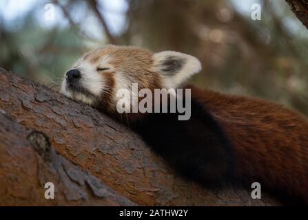 Panda rosso addormentato veloce Foto Stock