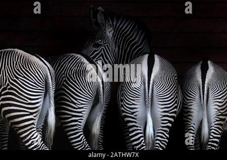 Augusta, Germania. 03rd Feb, 2020. Le zebre si trovano in un riparo dello zoo durante la pioggia. Credito: Karl-Josef Hildenbrand/Dpa/Alamy Live News Foto Stock