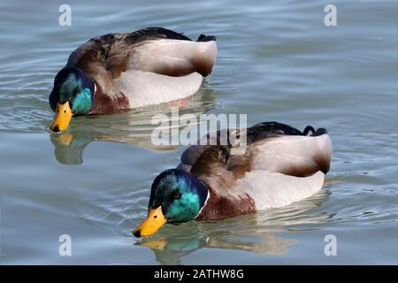 Due Mallards maschio sul lago in inverno Foto Stock