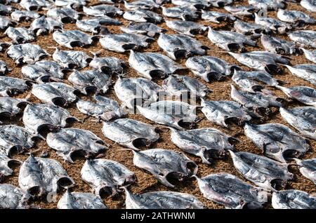 Lavorazione del pesce - essiccazione del pesce al sole in Sri Lanka.essiccazione del pesce sotto il sole al mercato del pesce Negombo, Sri Lanka. Tonno secco poco. Cibo asiatico. Sri Foto Stock