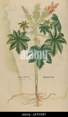 16th secolo, acquerello, dipinto a mano taglio in legno di un Ricinus communis, il fagiolo di ricino o olio di ricino, da Leonhart Fuchs libro di erbe Foto Stock