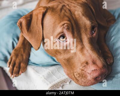 Amabile, grazioso cucciolo di colore del cioccolato. Primo piano Foto Stock