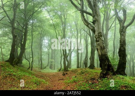 Misty vicino-naturale foresta di Beeches (Fagus) con alberi di coltivazione a gignarled in primavera, montagne di Ore, Repubblica Ceca Foto Stock