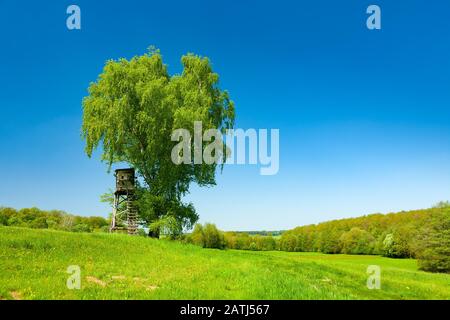Paesaggio in primavera, betulla solitaria (Betula) e cacciatori ciechi su prato verde, cielo blu, Reinhardswald, Hesse, Germania Foto Stock