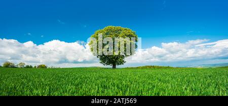 Grande ippocastano solitario (Aesculus) su un campo verde in primavera, cielo blu con nuvole, Burgenlandkreis, Sassonia-Anhalt, Germania Foto Stock