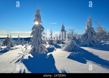 Paesaggio invernale innevato a Fichtelberg, sole luminoso, spruces coperti di neve, vicino Oberwiesenthal, Monti Ore, Sassonia, Germania Foto Stock