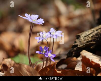 Fiori blu primavera nella foresta Anemone hepatica Foto Stock