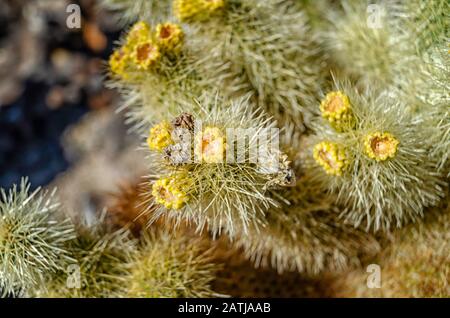 Teddy-Bear Cholla (Cylindropotia bigelovii) presso il Cholla Cactus Garden a Joshua Tree National, Park, California. Foto Stock