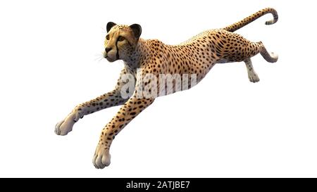 Cheetah running, animale isolato su sfondo bianco Foto Stock