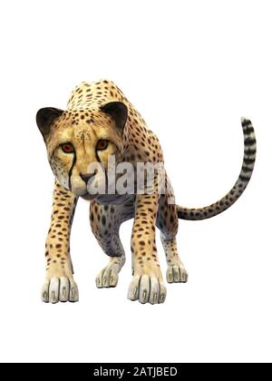 Cheetah avvicinarsi, animale isolato su sfondo bianco, vista frontale Foto Stock