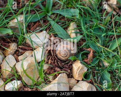 Monoscello di lumaca di uva in erba tra le rocce Foto Stock