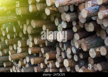 I tronchi di pino appena segati sono accatastati in file e preparati per il trasporto. Mucchio di pini abbattuti nella foresta alba sfondo Foto Stock
