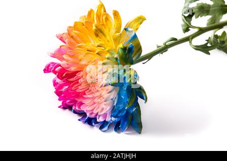 Fiore multicolore isolato su sfondo bianco Foto Stock