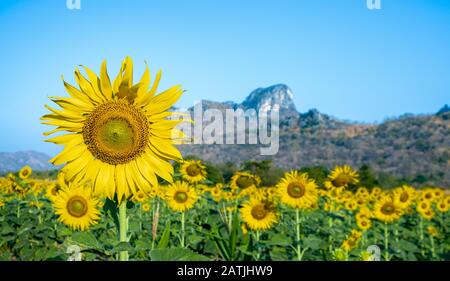 Girasole con cielo blu chiaro primo piano vibrante Foto Stock