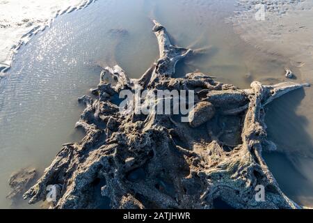 Parzialmente pietrificato o parziale concrezione di antichi resti di albero su Abergele Pensarn spiaggia Galles del Nord Foto Stock