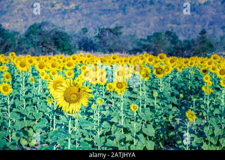 Campo di girasole con montagne sfocate sullo sfondo nel campo vibrante Foto Stock