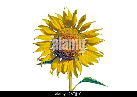Sunflowerisolated in bianco sfondo centrato primo piano vibrante colore Foto Stock