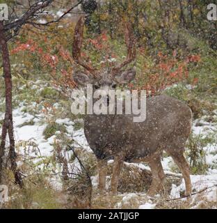 Un buck maturo guarda la macchina fotografica durante una tempesta di neve d'autunno. Foto Stock