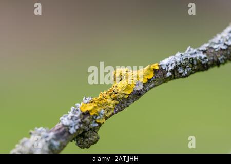 Macro di un ramo ricoperto di lichen arancio comune (Xanthoria parietina), organismo modello per sequenziamento genomico e bio-indicatore per inquinamento atmosferico Foto Stock