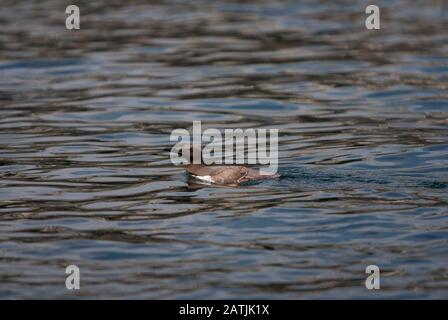 Guillemot comune o Murre comune, aria aalge singolo adulto nuoto sul mare. Isole Farne, Northumberland, Regno Unito Foto Stock