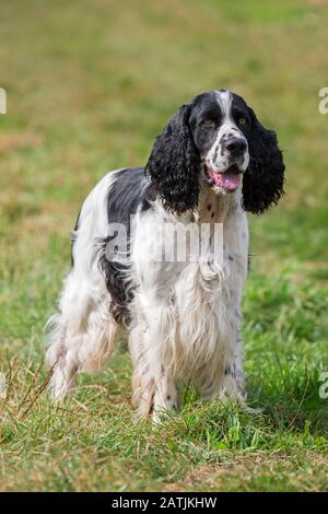 Inglese Springer Spaniel, razza di cane da pistola in campo Foto Stock