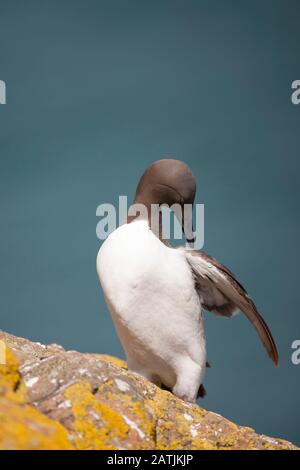 Guillemot comune o Murre comune, aria aalge, singolo adulto preening su roccia. Skomer Island, Pembrokeshire, Galles, Regno Unito Foto Stock